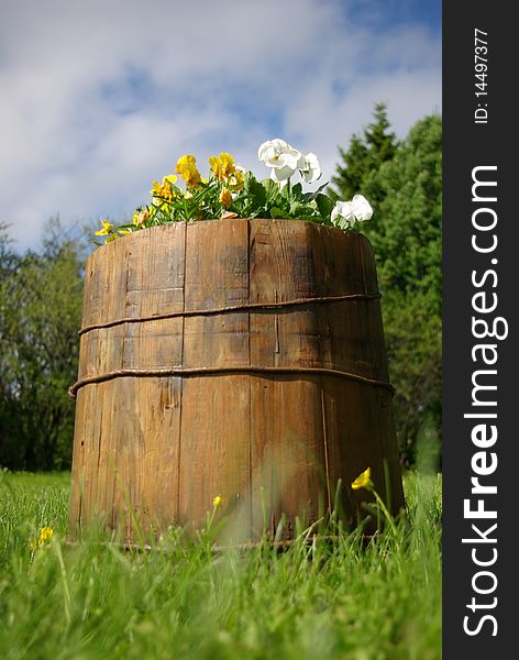 Wooden barrel with yellow and white Violas in country garden. Wooden barrel with yellow and white Violas in country garden.