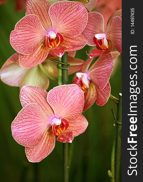 Branch Of Pink Orchid