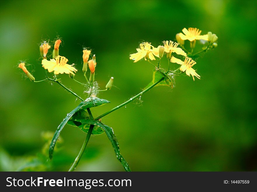 Close up view of a beautiful yellow flower background with green flower. Close up view of a beautiful yellow flower background with green flower.