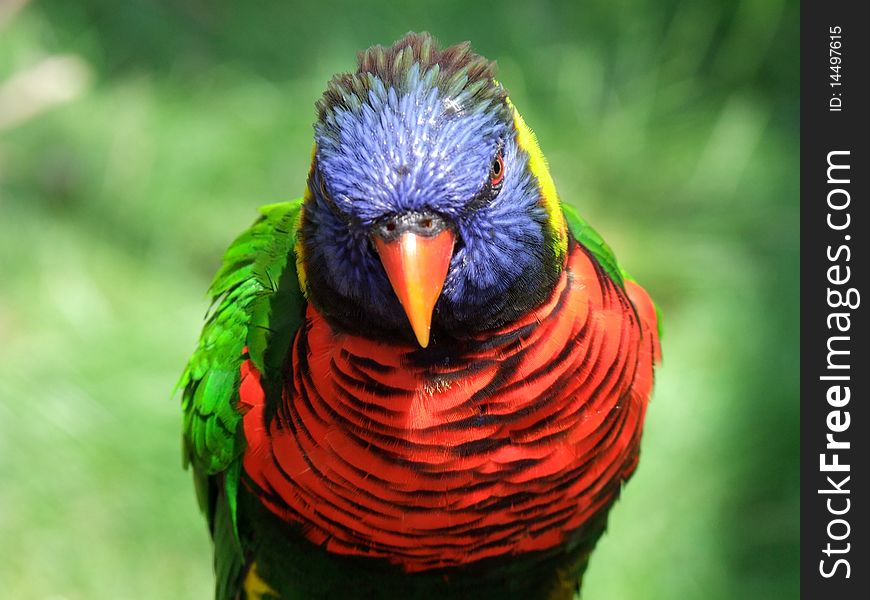 A lorikeet looking inquisitively at the viewer. A lorikeet looking inquisitively at the viewer.