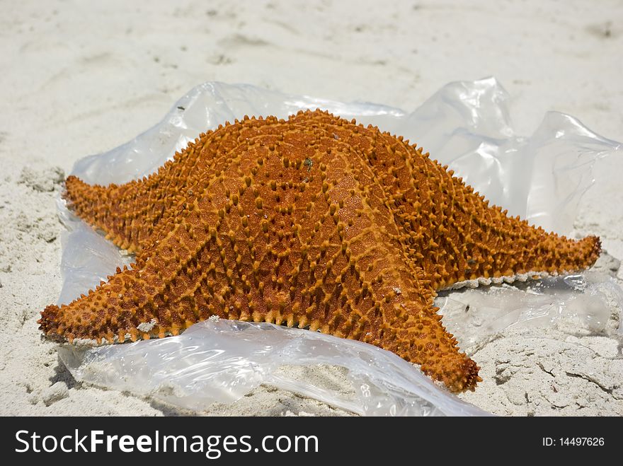 Brown Starfish on the beach on a caribbean island