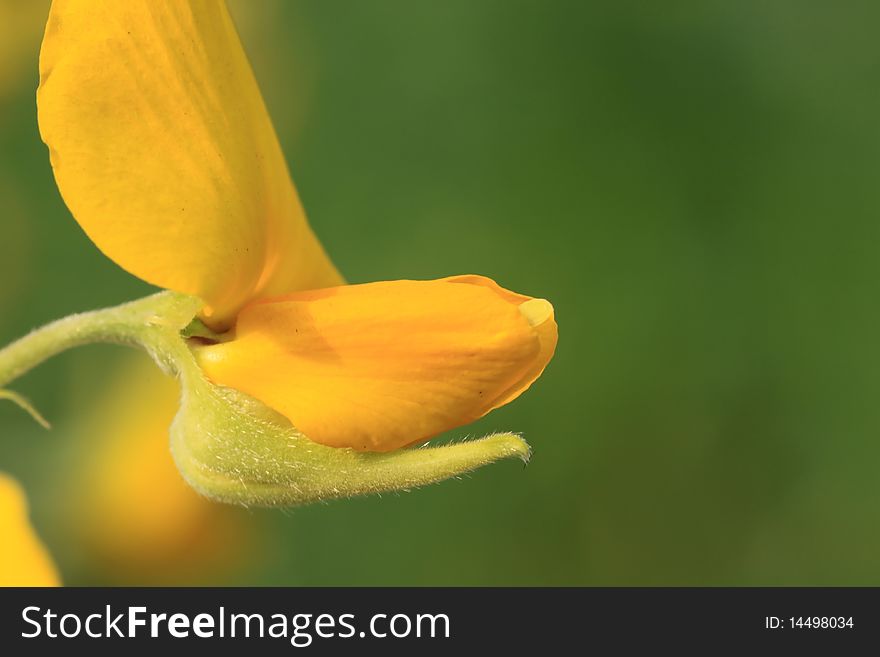 Photo yellow flower background,Flower