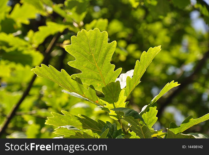 Bright sunlight flaring through the leaves of an oak tree. Bright sunlight flaring through the leaves of an oak tree