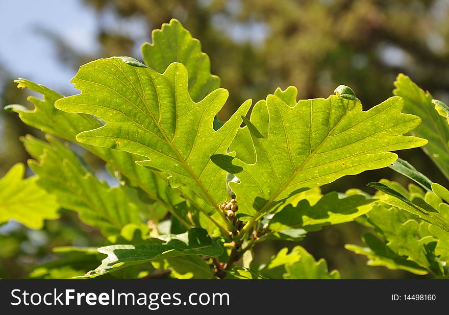 Bright sunlight flaring through the leaves of an oak tree. Bright sunlight flaring through the leaves of an oak tree