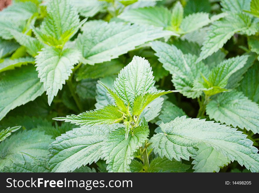 Green leaves of a nettle close up