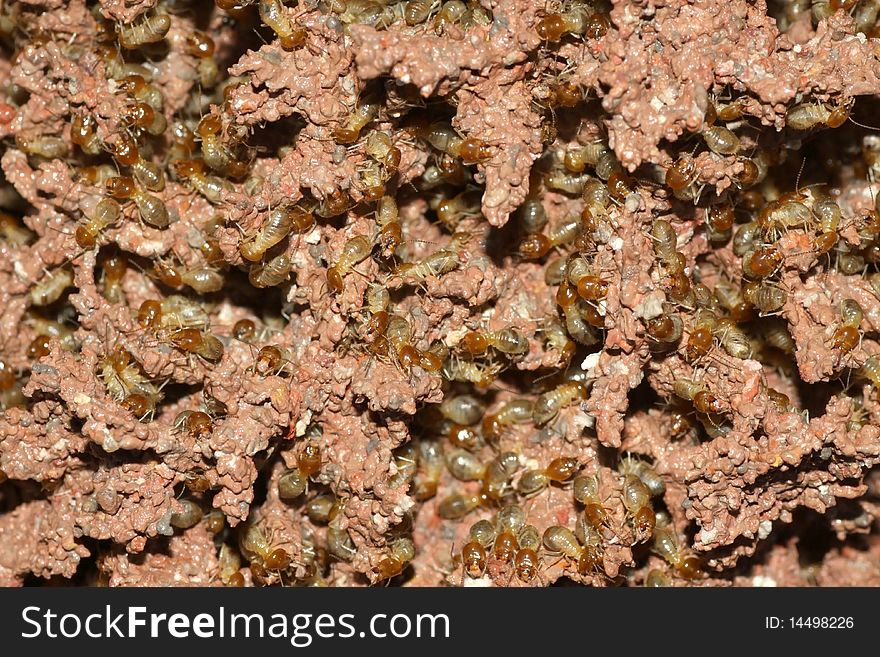 Photos termites on the ground