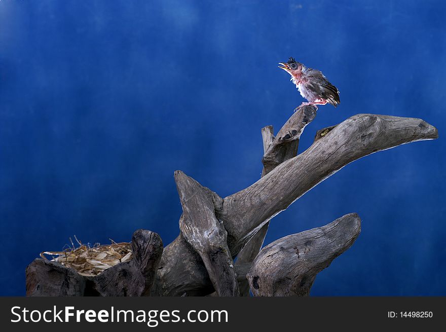 Baby bird singing blue background. Baby bird singing blue background