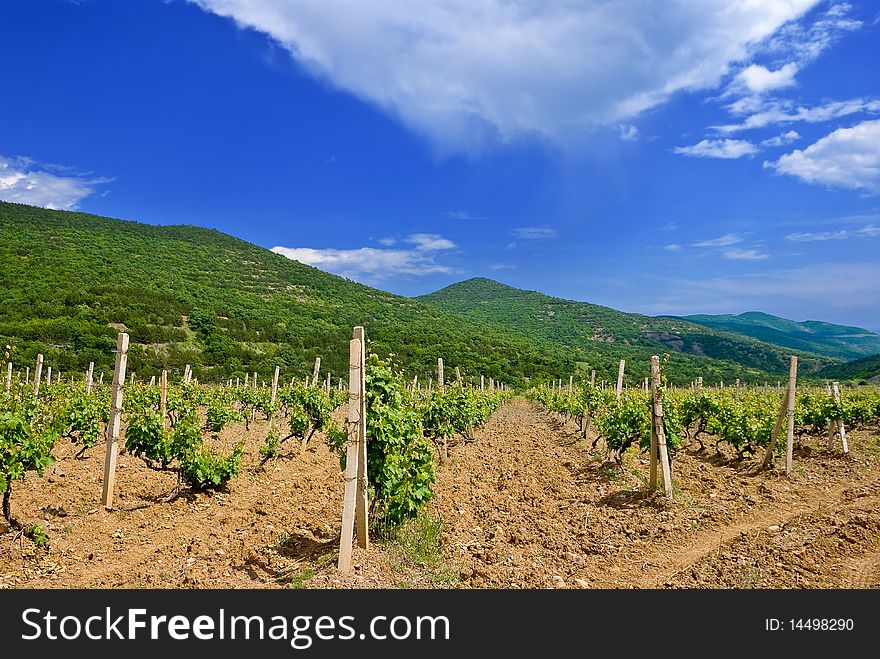 Summer vineyard in a mountains valley