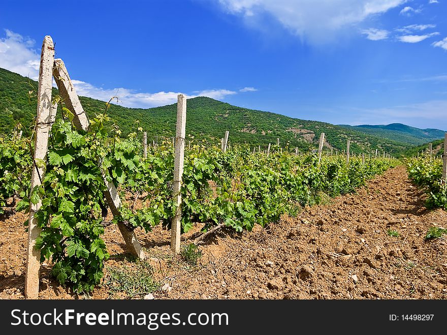 Vineyard by a summer day