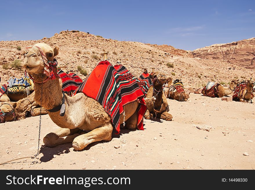 Camel dromedary in Petra, Jordan desert. Camel dromedary in Petra, Jordan desert.
