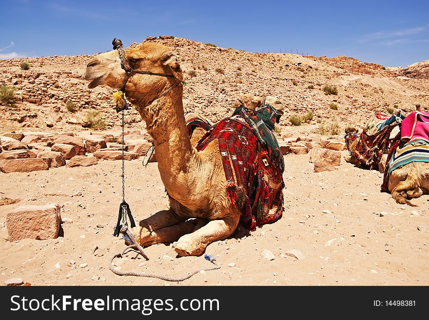 Camel dromedary in Petra, Jordan desert.