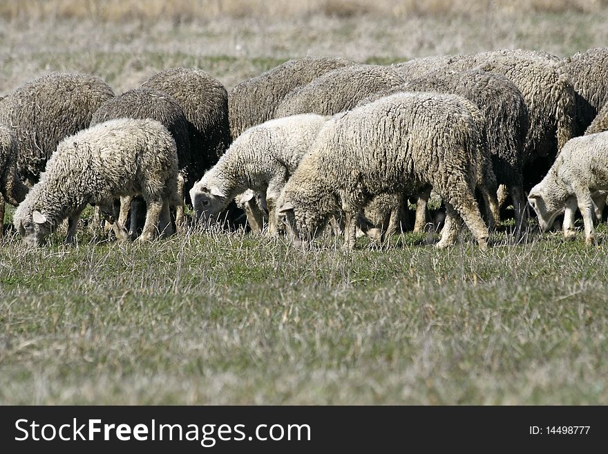 Herd of sheep on pasture by spring
