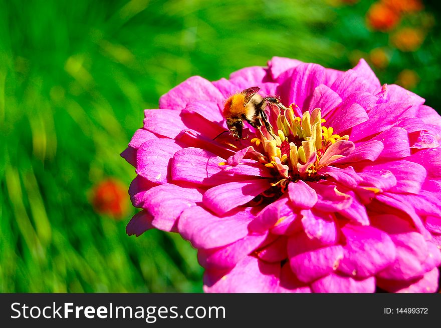 Worker bee on a beautiful flower collecting honey