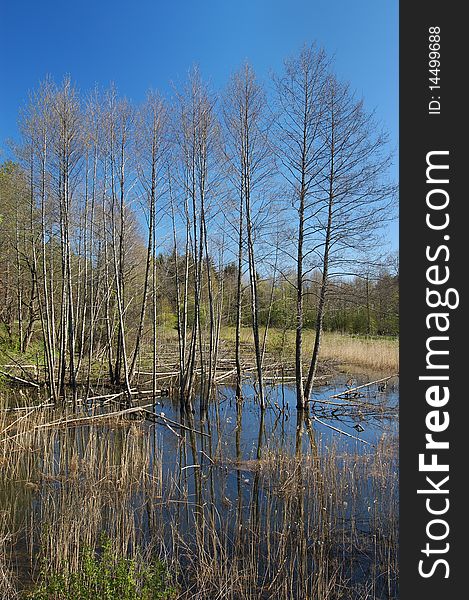 Small river Isloch flowing through the forest. Small river Isloch flowing through the forest.