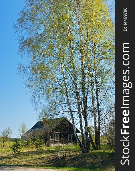 April in the village, birch near the house