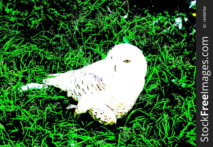 White Owl