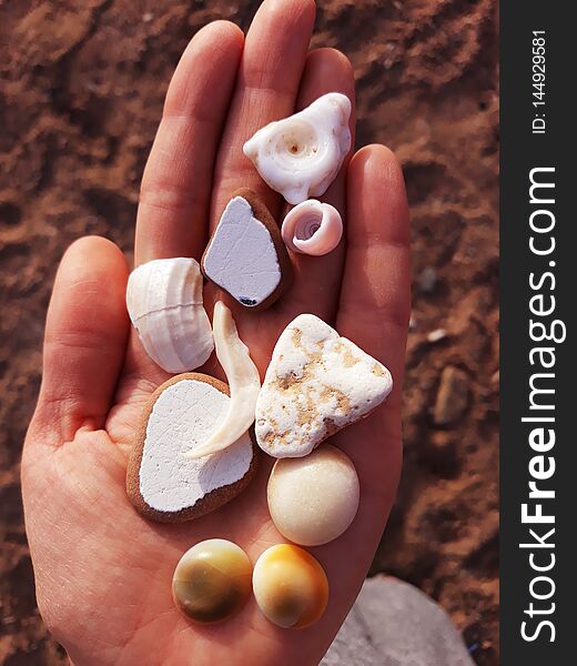 seashells and polished pieces of pottery over the palm on clay background