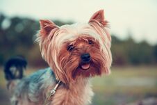 One Dog Of A Yorkshire Terrier Walks Along A Tree Trunk And Courageously Explores The World Of The Wild Forest Royalty Free Stock Photos One Dog Of A Yorkshire Terrier Walks Along A Tree Trunk And Courageously Explores The World Of The Wild Forest Royalty Free Stock Photos