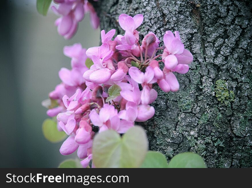 Purple blooming flowers on a tree. Purple blooming flowers on a tree