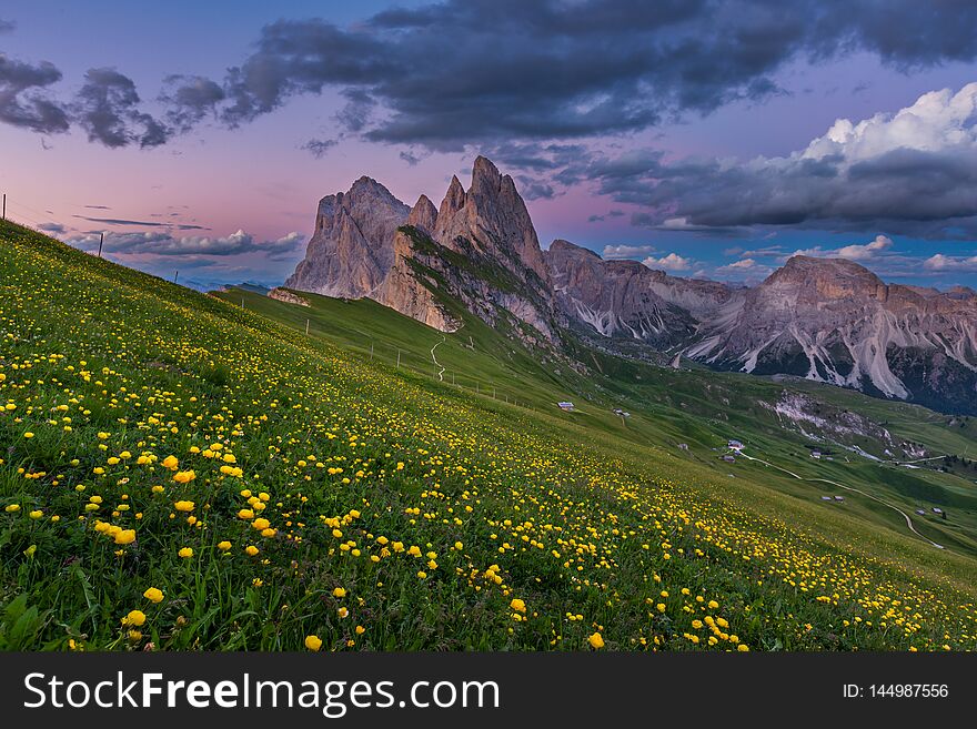 Stunning view of Dolomite mountain and wildflower field in summer at Seceda peak, Italy.