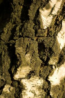 Bark Of Birch-tree Stock Image