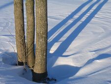 Three Trees And Shadows Royalty Free Stock Photos