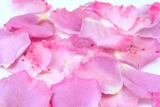 Pink Petals Stock Photos