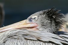 Pelican Eye Royalty Free Stock Photos Pelican Eye Royalty Free Stock Photos
