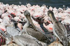 Two Pelicans Stock Photo Two Pelicans Stock Photo