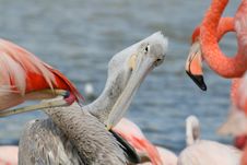 Pelican Among Flamingos Stock Image Pelican Among Flamingos Stock Image