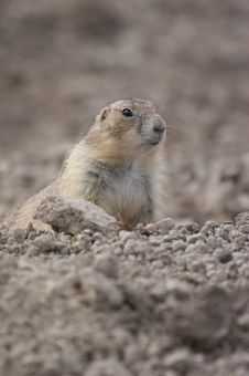 Prairie Dog Stock Photo