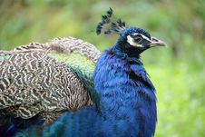 Peacock 2 Royalty Free Stock Photography Peacock 2 Royalty Free Stock Photography
