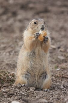 Prairie Dog Royalty Free Stock Photos