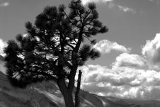 Black And White Image Of Lone Pine Against A Mountain Background Royalty Free Stock Images