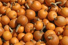 Baby Pumpkins Stock Photography Baby Pumpkins Stock Photography