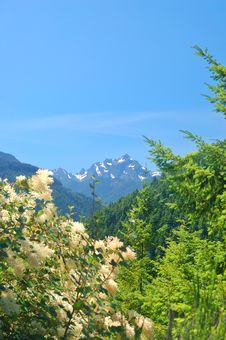 Mountain In Olympic National Park Stock Images Mountain In Olympic National Park Stock Images