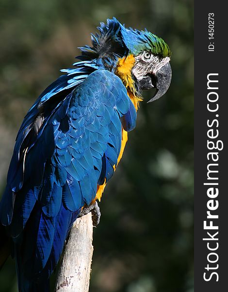 Blue and yellow color parrot bird. Blue and yellow color parrot bird