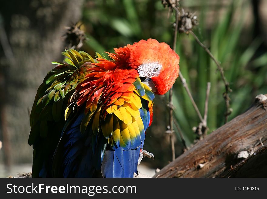 Two parrots sleeping, one lookin over his shoulder
