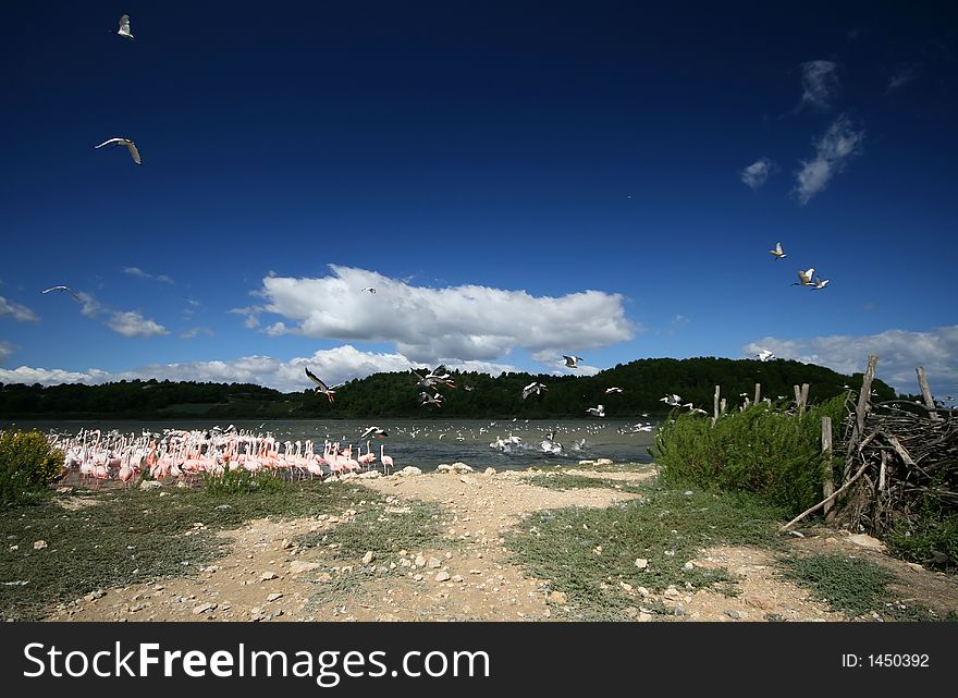 Many birds, on a lake,. Many birds, on a lake,