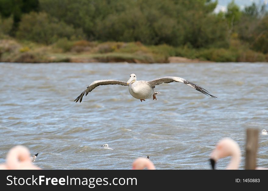 Pelican in flight, with flamingos in foreground. Pelican in flight, with flamingos in foreground