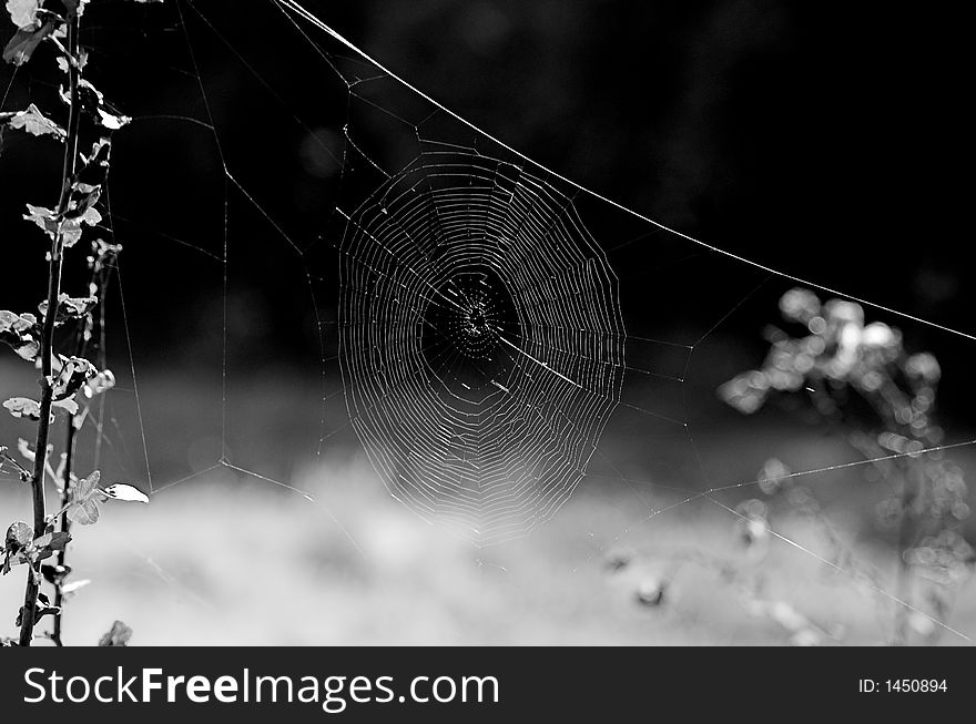 Photo spider's snare in black and white