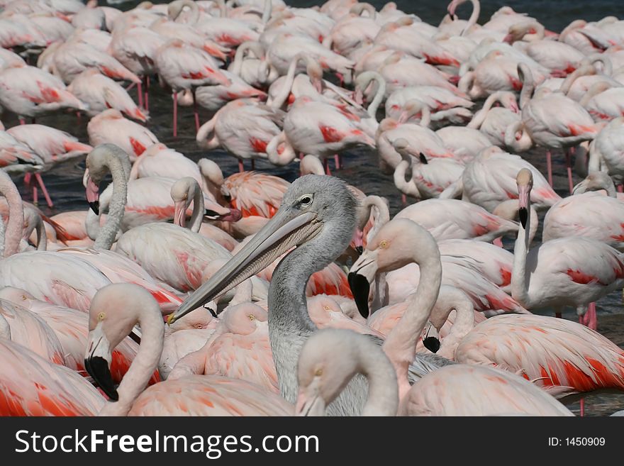One pelican among many flamingos. One pelican among many flamingos