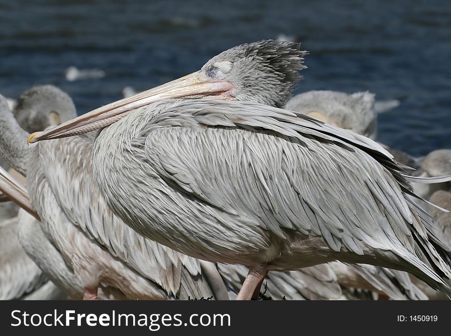 Grey pelican with eyes closed