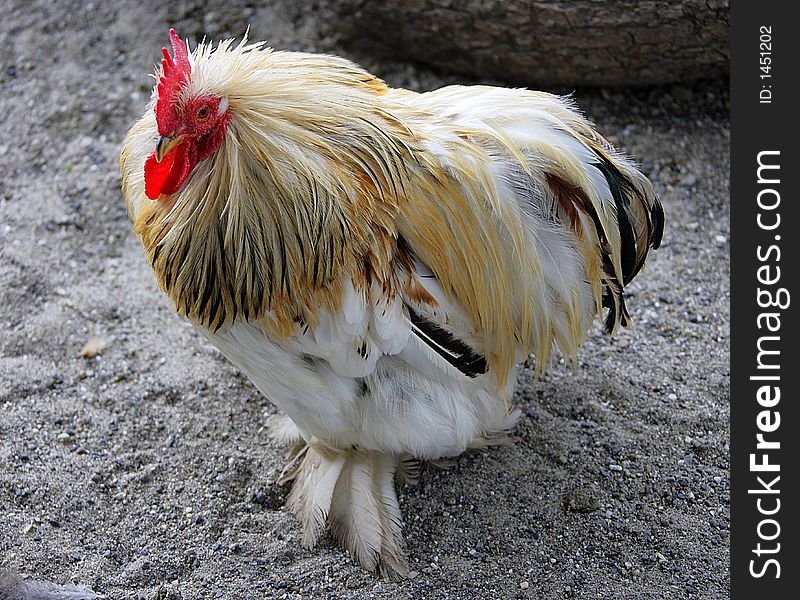 Portrait of a Nice Racy Rooster. Portrait of a Nice Racy Rooster