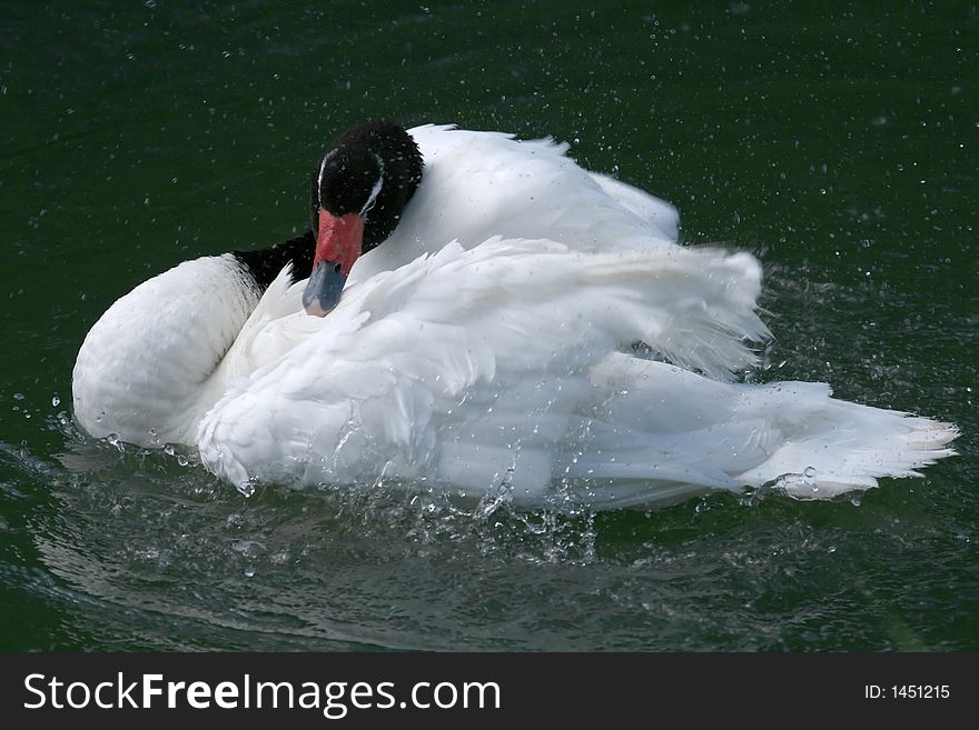 Swan Drying His Feathers