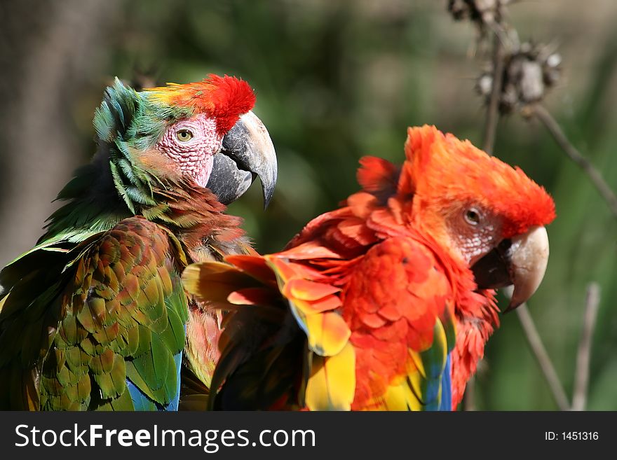 Parrots In Love