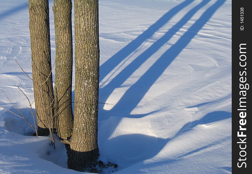 Three trees and shadows near Ottawa, Canada