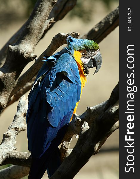 Deep blue colored feathers parrot. Deep blue colored feathers parrot