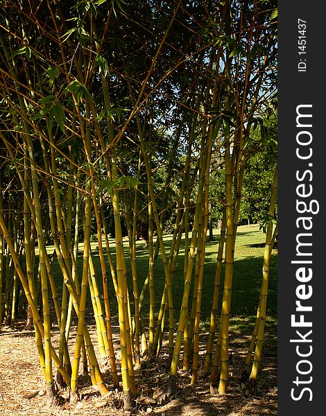 Bamboo at Brisbane Park, Australia. Bamboo at Brisbane Park, Australia
