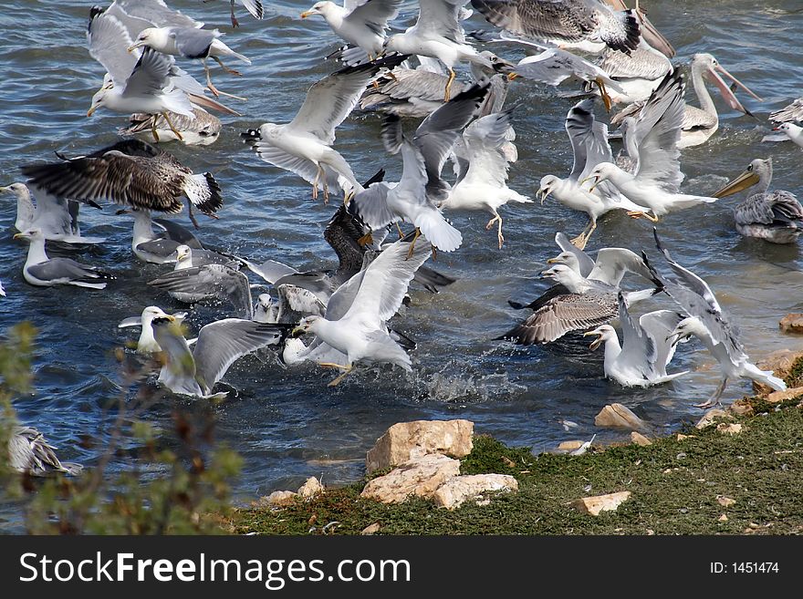 Seagull and pelican fighting for food. Seagull and pelican fighting for food